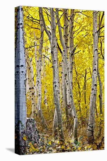 Aspen Trees Along Hwy 395/Conway Pass, California, USA-Joe Restuccia III-Premier Image Canvas