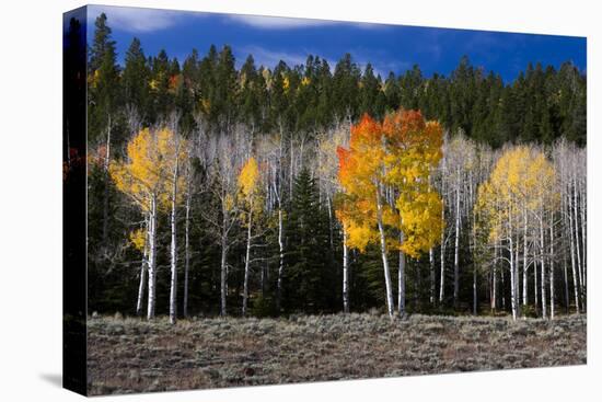 Aspen trees and conifers, Fish Lake Basin. Fishlake, Utah, USA-Scott T. Smith-Premier Image Canvas