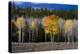 Aspen trees and conifers, Fish Lake Basin. Fishlake, Utah, USA-Scott T. Smith-Premier Image Canvas