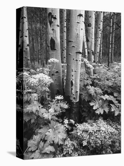 Aspen Trees and Cow Parsnip in White River National Forest, Colorado, USA-Adam Jones-Premier Image Canvas