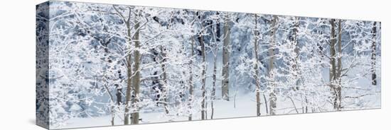 Aspen Trees Covered with Snow, Taos County, New Mexico, USA-null-Premier Image Canvas