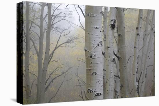 Aspen Trees, Dixie National Forest Boulder Mountain, Utah, USA-Charles Gurche-Premier Image Canvas