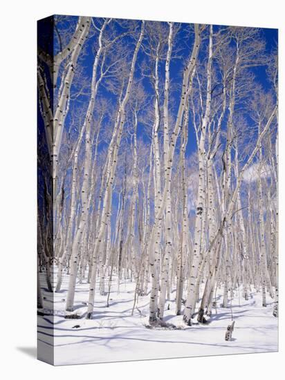 Aspen Trees During Winter, Dixie National Forest, Utah, USA-Roy Rainford-Premier Image Canvas