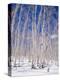 Aspen Trees During Winter, Dixie National Forest, Utah, USA-Roy Rainford-Premier Image Canvas