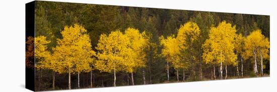 Aspen Trees Growing in a Forest, Grand Teton National Park, Wyoming, Usa-null-Premier Image Canvas