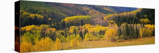 Aspen Trees in a Field, Telluride, San Miguel County, Colorado, USA-null-Stretched Canvas