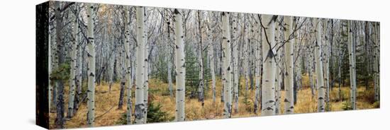 Aspen Trees in a Forest, Alberta, Canada-null-Premier Image Canvas