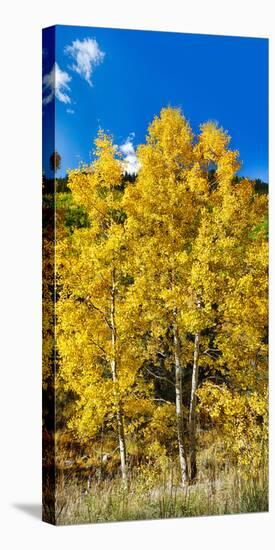 Aspen Trees in a Forest Along Ophir Pass, Umcompahgre National Forest, Colorado, USA-null-Stretched Canvas