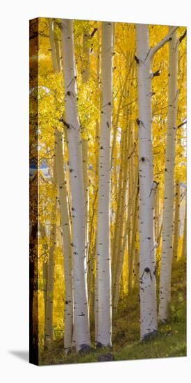 Aspen Trees in a Forest, Boulder Mountain, Utah, Usa-null-Premier Image Canvas