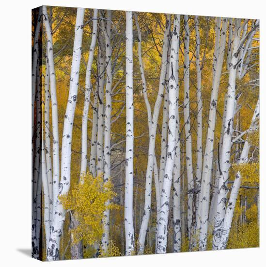 Aspen Trees in a Forest, Boulder Mountain, Utah, Usa-null-Premier Image Canvas