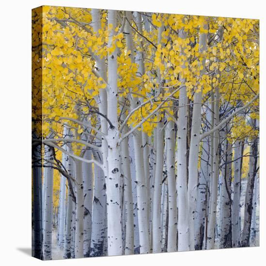 Aspen Trees in a Forest, Boulder Mountain, Utah, Usa-null-Premier Image Canvas