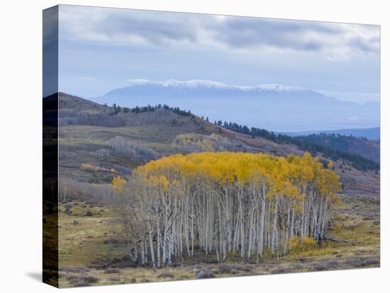 Aspen Trees in a Forest, Boulder Mountain, Utah, Usa-null-Premier Image Canvas