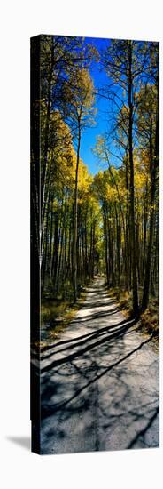 Aspen Trees in a Forest, Californian Sierra Nevada, California, USA-null-Premier Image Canvas