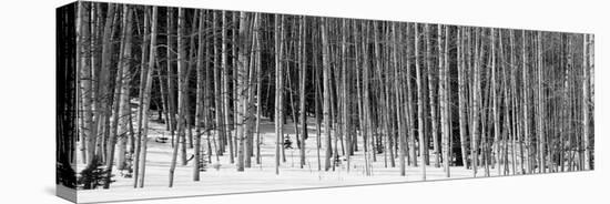 Aspen Trees in a Forest, Chama, New Mexico, USA-null-Premier Image Canvas