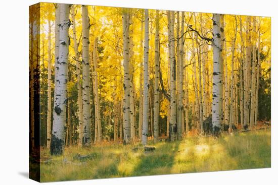 Aspen trees in a forest, Coconino National Forest, Arizona, USA-null-Premier Image Canvas