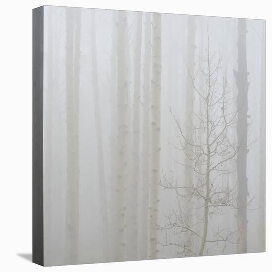 Aspen Trees in a Forest During Fog, Boulder Mountain, Utah, Usa-null-Premier Image Canvas