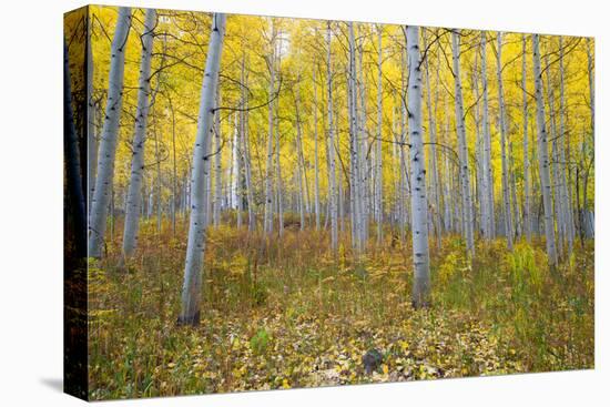 Aspen Trees in a Forest, Maroon Bells, Maroon Creek Valley, Aspen, Pitkin County, Colorado, USA-null-Premier Image Canvas