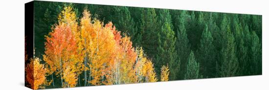 Aspen Trees in a Forest, Taggart Lake, Grand Teton National Park, Wyoming, Usa-null-Stretched Canvas