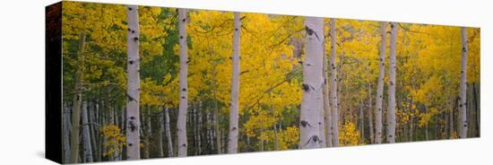 Aspen Trees in a Forest, Telluride, San Miguel County, Colorado, USA-null-Stretched Canvas