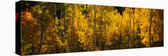 Aspen Trees in a Forest, Telluride, San Miguel County, Colorado, USA-null-Stretched Canvas