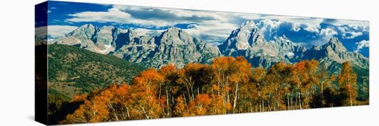 Aspen Trees in a Forest, Teton Range, Grand Teton National Park, Wyoming, Usa-null-Stretched Canvas