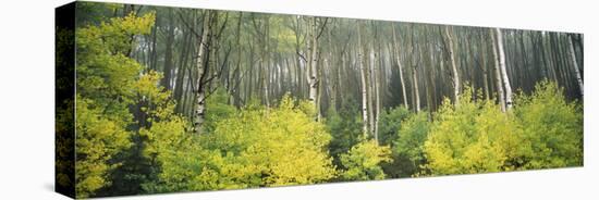 Aspen Trees in a Forest, Utah, USA-null-Premier Image Canvas