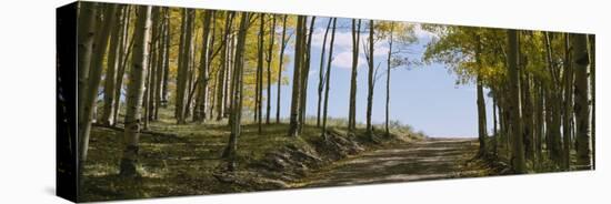 Aspen Trees in a Forest-null-Premier Image Canvas