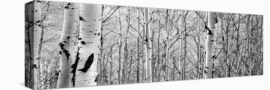 Aspen Trees in a Forest-null-Premier Image Canvas