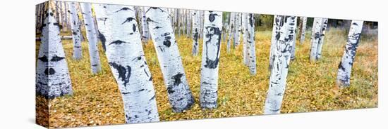 Aspen Trees in a Grove, Hart Prairie, Coconino National Forest, Arizona, Usa-null-Premier Image Canvas