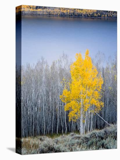 Aspen trees in above Fish Lake. Fishlake National Forest, Utah, USA-Scott T. Smith-Premier Image Canvas