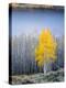 Aspen trees in above Fish Lake. Fishlake National Forest, Utah, USA-Scott T. Smith-Premier Image Canvas