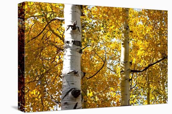 Aspen trees in autumn, Blake Trail, Colorado.-Mallorie Ostrowitz-Premier Image Canvas