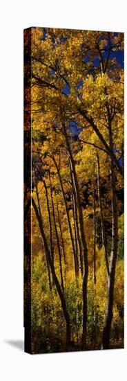 Aspen Trees in Autumn, Colorado, USA-null-Premier Image Canvas