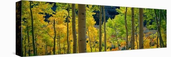 Aspen Trees in Autumn, Colorado, USA-null-Premier Image Canvas
