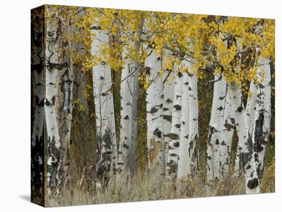 Aspen Trees in Autumn, Grand Teton National Park, Wyoming, USA-Rolf Nussbaumer-Premier Image Canvas