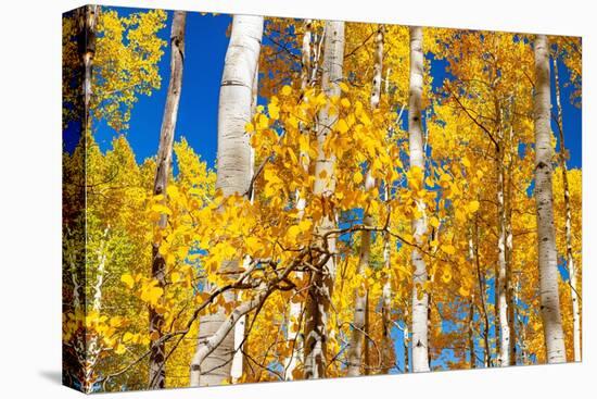 Aspen trees in autumn turning goldin Snowmass.-Mallorie Ostrowitz-Premier Image Canvas