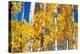 Aspen trees in autumn turning goldin Snowmass.-Mallorie Ostrowitz-Premier Image Canvas