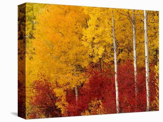 Aspen Trees in Autumn, Wenatchee National Forest, Washington, USA-Jamie & Judy Wild-Premier Image Canvas