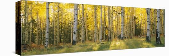 Aspen Trees in Coconino National Forest, Arizona, USA-null-Premier Image Canvas