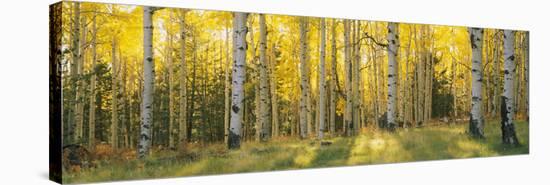 Aspen Trees in Coconino National Forest, Arizona, USA-null-Premier Image Canvas