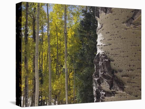 Aspen Trees in Fall, Uncompahgre National Forest, Colorado, USA-Rolf Nussbaumer-Premier Image Canvas