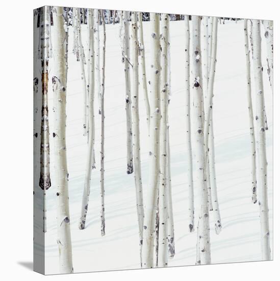 Aspen Trees in Snow-Micha Pawlitzki-Premier Image Canvas