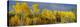 Aspen Trees In the Autumn-David Nunuk-Premier Image Canvas