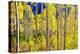 Aspen Trees in the Fall, Aspen, Colorado, United States of America, North America-Laura Grier-Premier Image Canvas