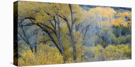 Aspen Trees in the Fall-Howie Garber-Premier Image Canvas