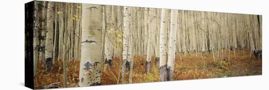 Aspen Trees in the Forest, Aspen, Colorado, USA-null-Premier Image Canvas