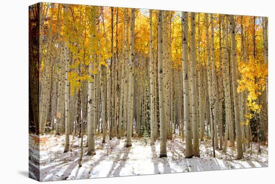 Aspen Trees in the Snow in Early Winter Time-SNEHITDESIGN-Premier Image Canvas