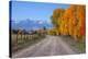 Aspen Trees near Telluride CO-null-Stretched Canvas