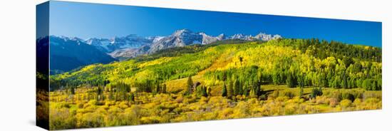 Aspen Trees on Mountains, Uncompahgre National Forest, Colorado, USA-null-Stretched Canvas