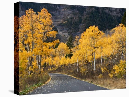 Aspen Trees on the Slopes of Mt. Timpanogos, Wasatch-Cache National Forest, Utah, USA-Scott T^ Smith-Premier Image Canvas